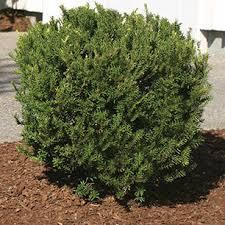 Taxus x media Densiformis