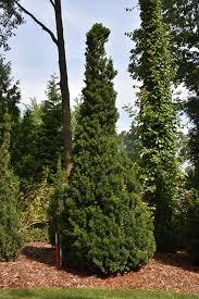 Taxus x media Viridis
