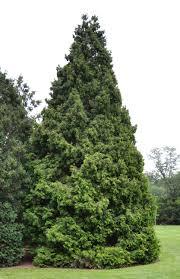 Thuja occidentalis Elegantissima
