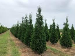 Thuja occidentalis Hetz Wintergreen