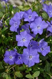 Vinca minor Bowles