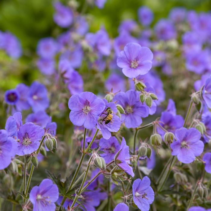 Geranium pratense Boom Chocolatta