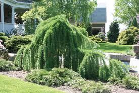 Larix decidua Varied Directions