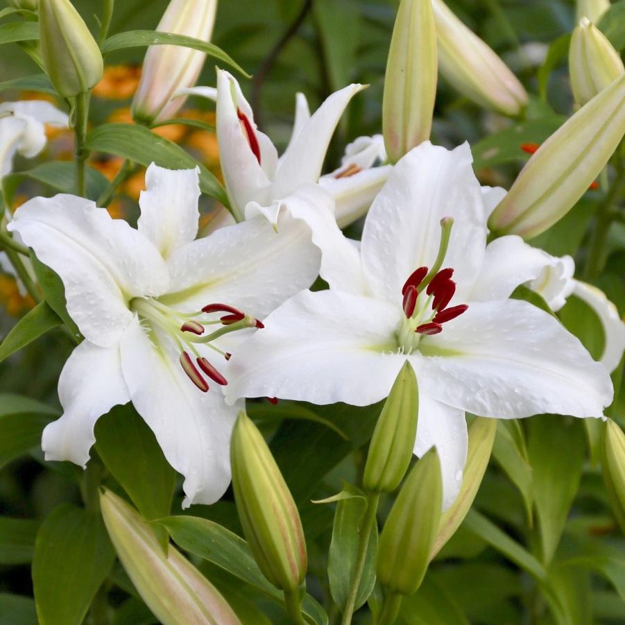 Lilium Casa Blanca