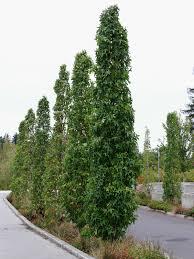 Liquidambar styraciflua Slender Silhouette