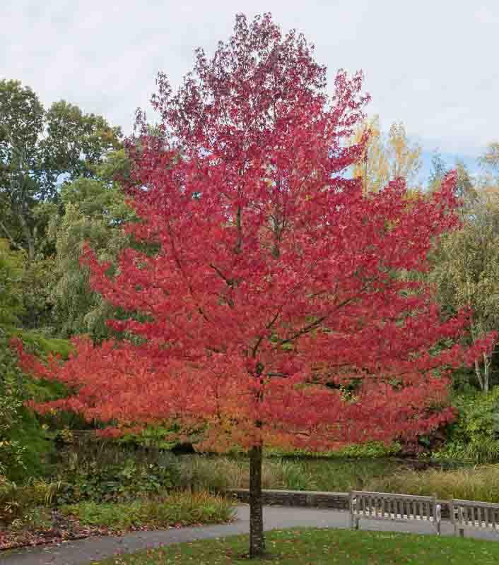 Liquidambar styraciflua Worplesdon