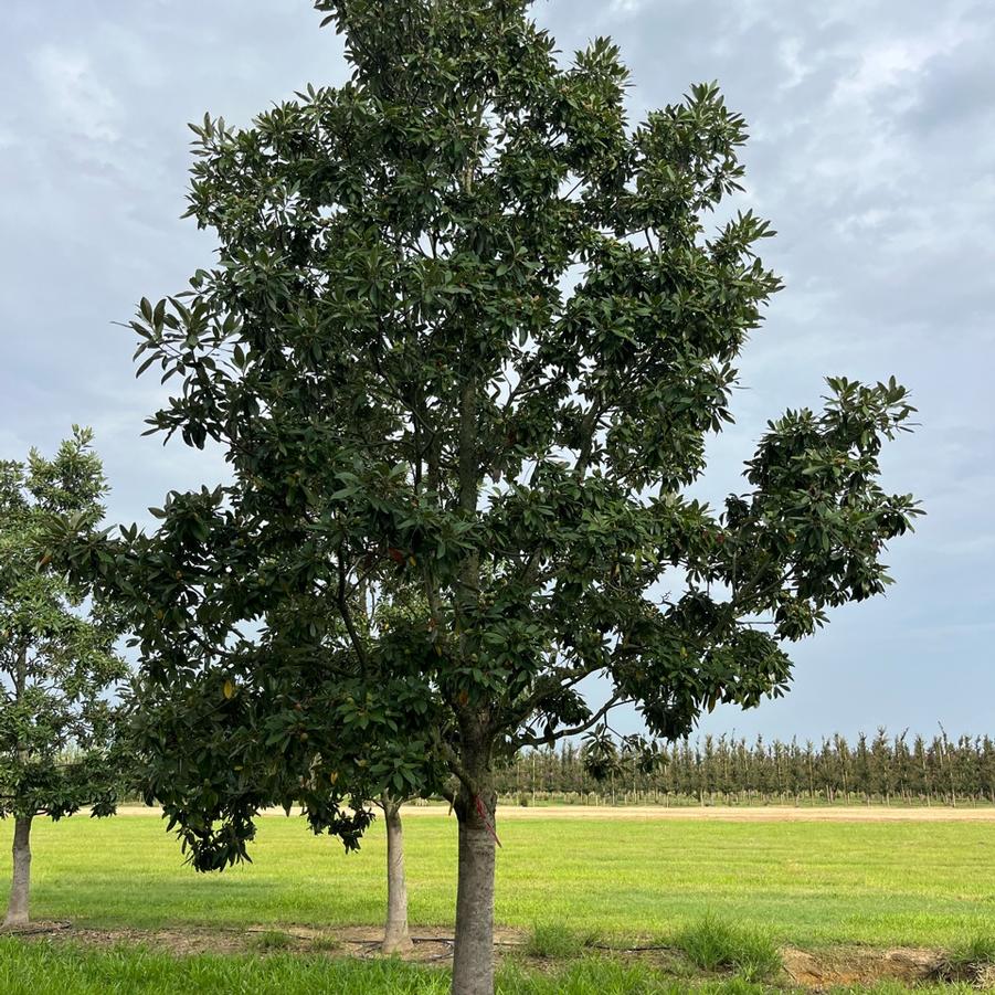 Magnolia virginiana Green Shadow