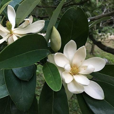 Magnolia virginiana Northern Belle