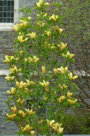 Magnolia Judy Zuk