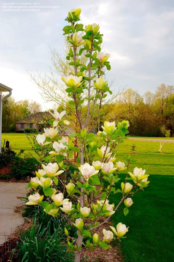Magnolia Sunsation