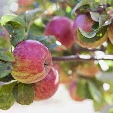 Malus Cortland