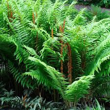 Osmunda cinnamomea