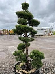 Pinus nigra Oregon Green
