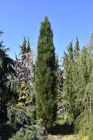 Pinus nigra Green Tower