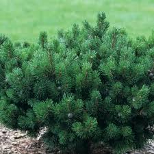 Pinus aristata Joe's Bess