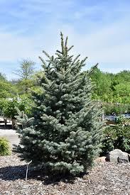 Picea pungens Bakeri