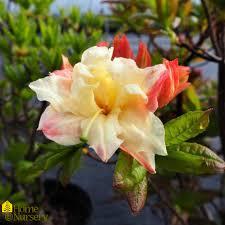 Rhododendron Exbury hybrid Cannon's Double