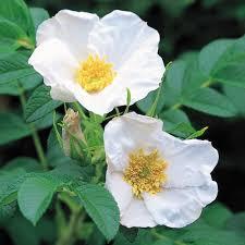 Rosa rugosa Alba