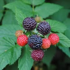 Rubus Bristol