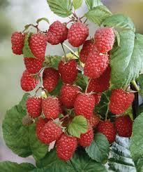 Rubus idaeus Latham