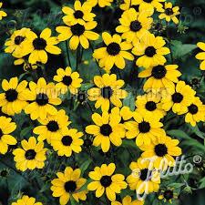 Rudbeckia triloba Blackjack Gold