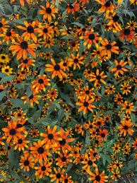 Rudbeckia triloba Prairie Glow