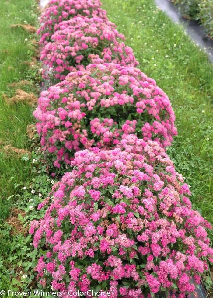 Spiraea japonica Double Play® Pink