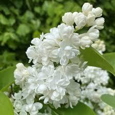 Syringa vulgaris Ellen Willmott