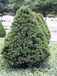 Taxus cuspidata Capitata