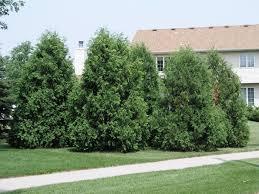 Thuja occidentalis Techny (Mission)