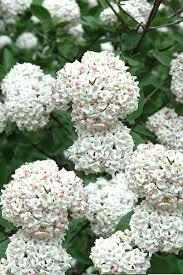Viburnum x carlcephalum