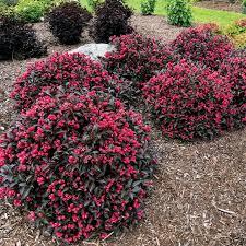 Weigela Date Night™ Electric Love®