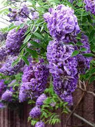 Wisteria frutescens Longwood Purple