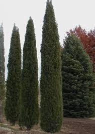Juniperus virginiana Taylor