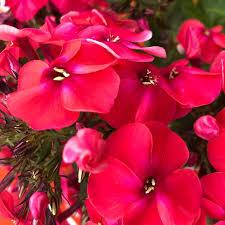 Phlox paniculata Volcano® Lipstick