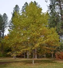 Platanus x acerifolia Bloodgood
