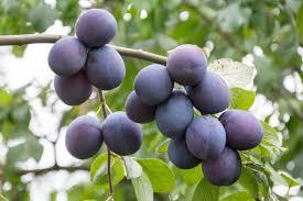 Prunus domestica Mount Royale