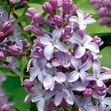 Syringa meyeri Flowerfesta® Purple
