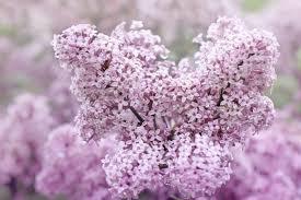 Syringa meyeri Flowerfesta® Pink