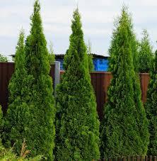 Thuja occidentalis Dark Green