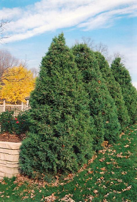 Juniperus chinensis Mountbatten