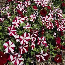 Petunia Polo Burgundy Star