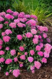 Spiraea Poprocks® Petite
