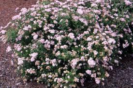 Spiraea japonica Alpina