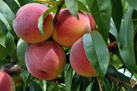 Prunus persica Redhaven