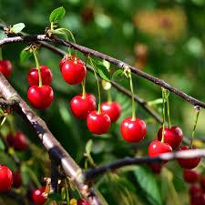 Prunus cerasus North Star