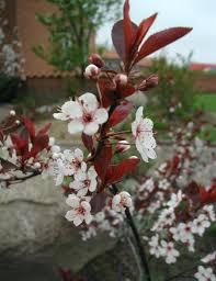 Prunus x cistena