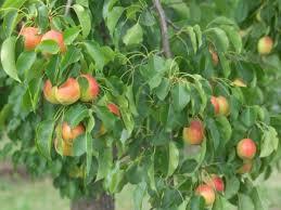 Pyrus pyrifolia Juicy Jewel™