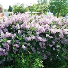 Syringa pubescens ssp. patula Miss Kim
