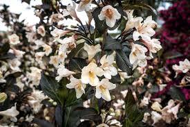 Weigela Date Night™ Tuxedo